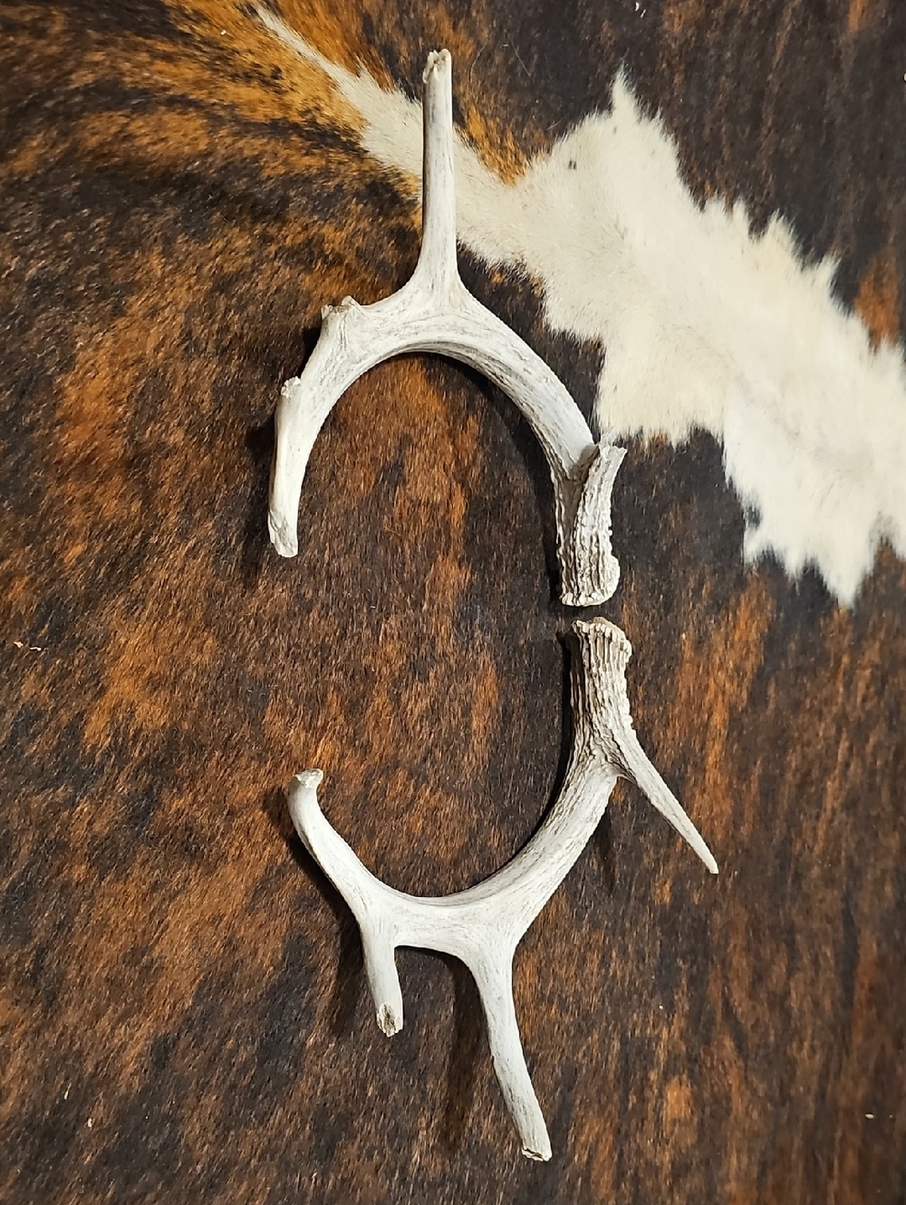 Set of Natural Shed Antlers - White Bone Tones